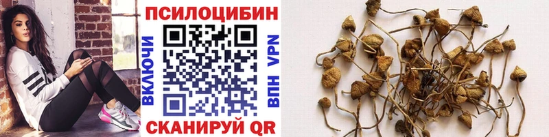 Галлюциногенные грибы Psilocybine cubensis  Купить закладки  Хотьково 